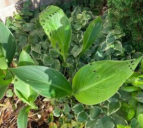 What’s eating my Cannalilies? Hometalk