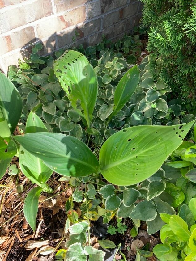 q what s eating my canna lilies