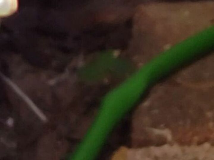 q how do i het rid of a rat