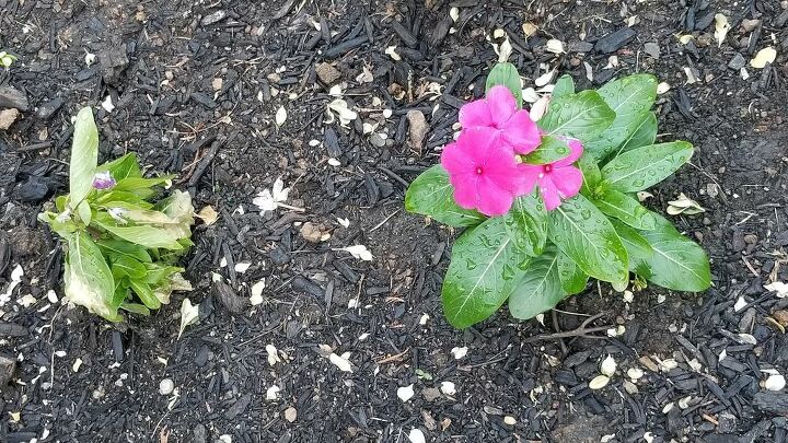 how come some of my annual vincas are dying