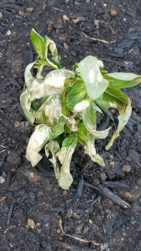 how come some of my annual vincas are dying