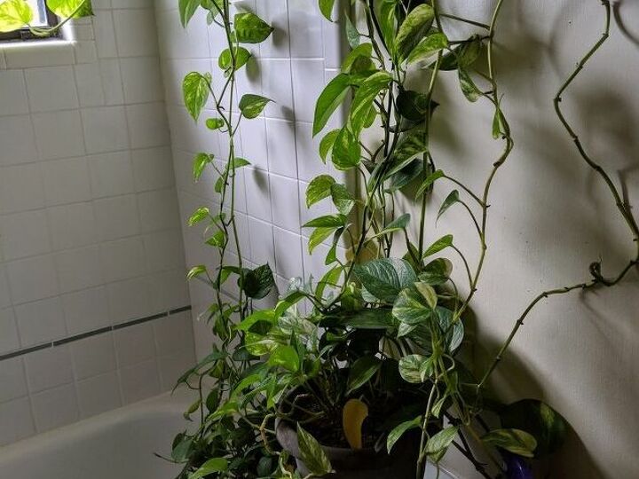 q will plant roots damage sheetrock