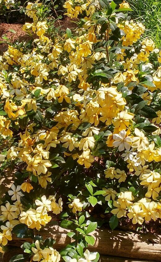 can i save these dying blooms and make a potpourri kind of thing