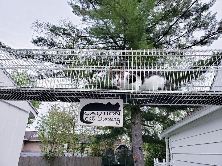 how to make a simple cute outdoor catwalk for cats, DIY catwalk for cats