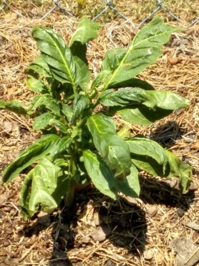 Can someone please tell me why the leaves are curling Can someone please tell me why the leaves are curling