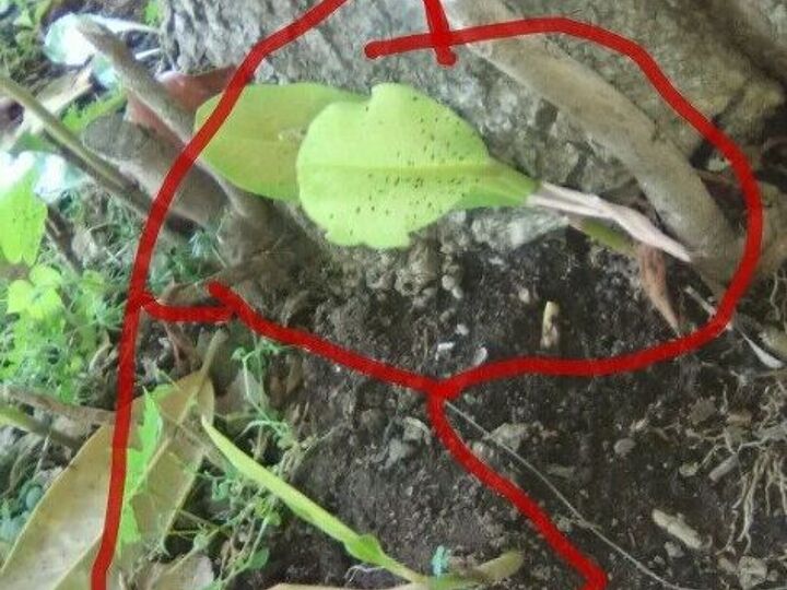 q transplanting help