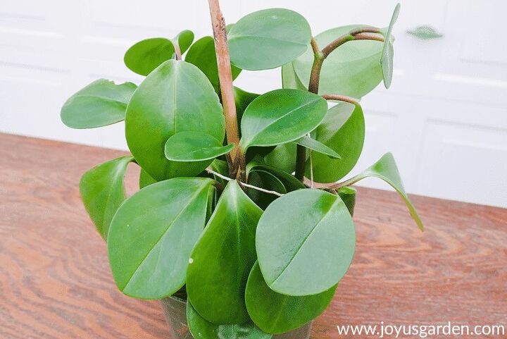 how to plant baby rubber plant cuttings