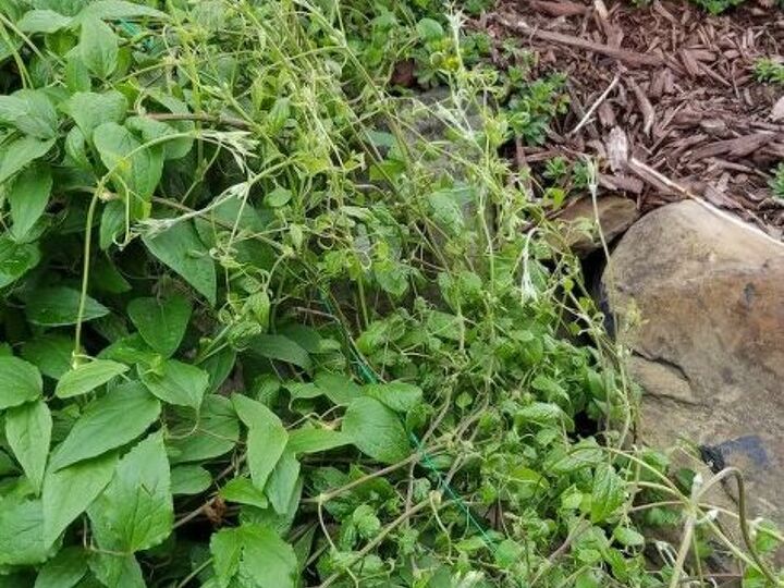q does this clematis need to be thinned