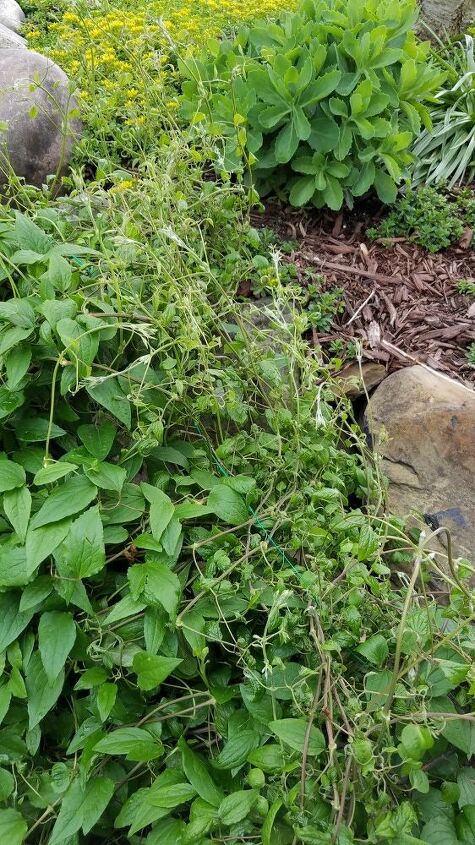 q does this clematis need to be thinned