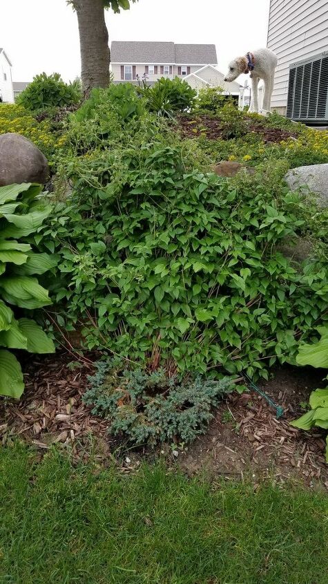 q does this clematis need to be thinned