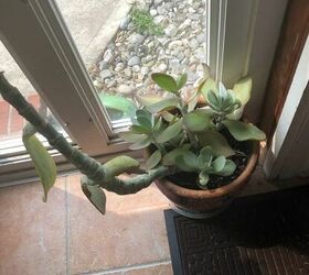 q this plant or succulent grew the long