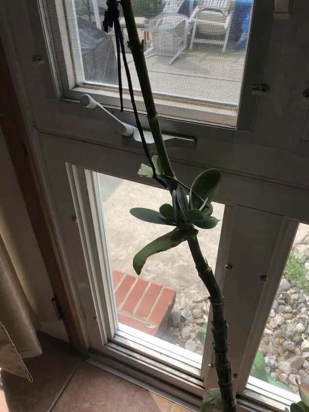 q this plant or succulent grew the long