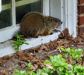 q how do i deter groundhogs from moving in