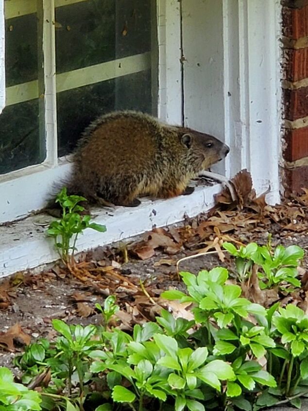 q how do i deter groundhogs from moving in