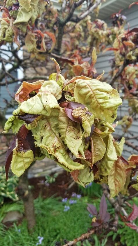 what is wrong with my bonfire patio peach tree