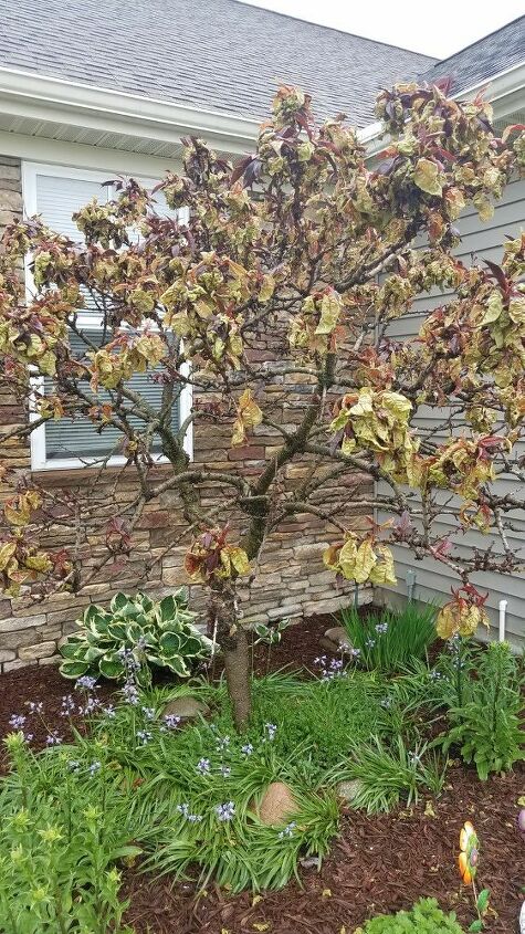 what is wrong with my bonfire patio peach tree