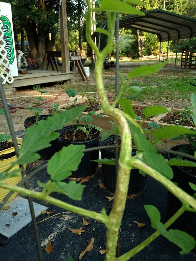 como posso ajudar minhas plantas de tomate