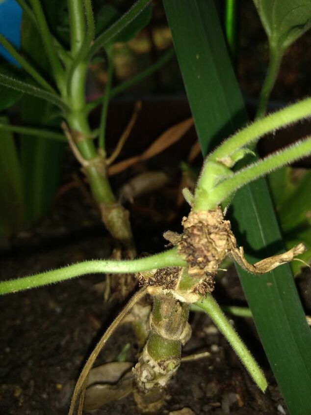 como posso ajudar minhas plantas de tomate