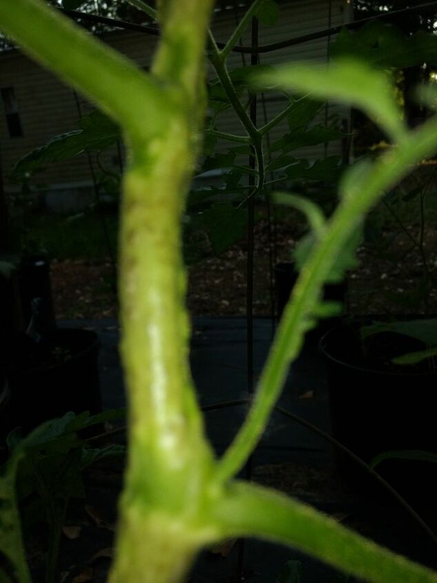 como posso ajudar minhas plantas de tomate