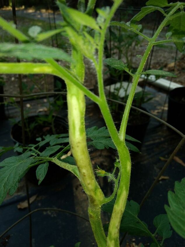 como posso ajudar minhas plantas de tomate