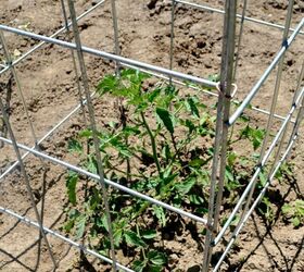 diy tomato cages