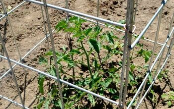 DIY Tomato Cages