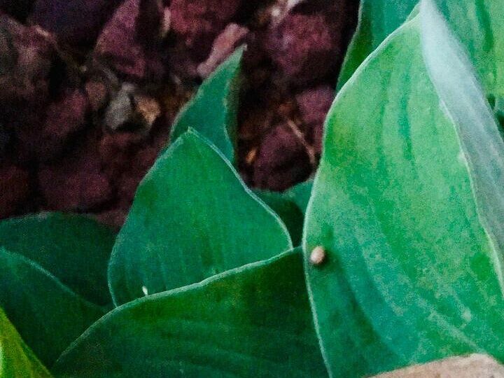 q how do i save my hosta