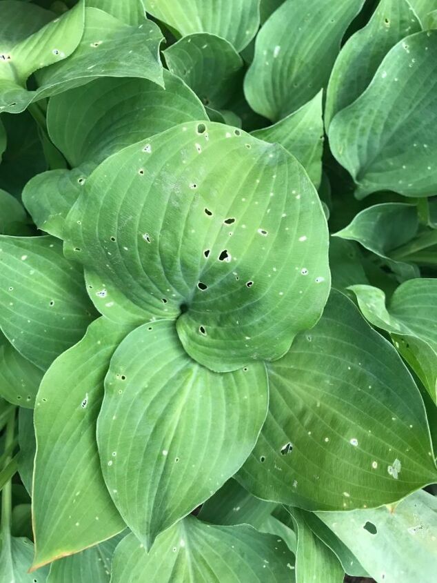 how do i save my hosta