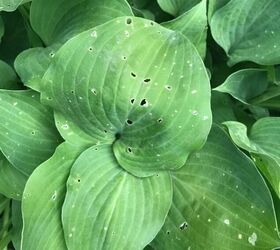 How Do I Save My Hosta Hometalk