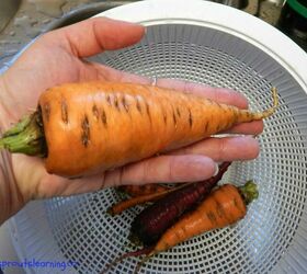 how to grow carrots successfully