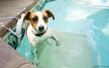  Construindo uma rampa de piscina para cachorros - um verão DIY