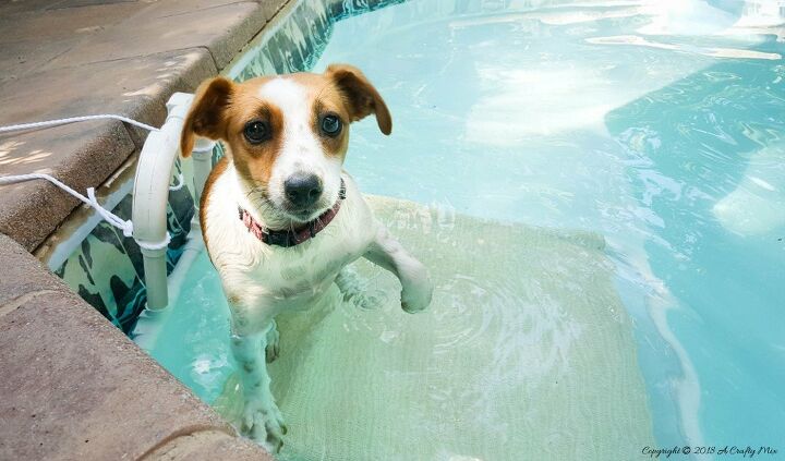 la construccin de una rampa de la piscina del perrito un verano de bricolaje