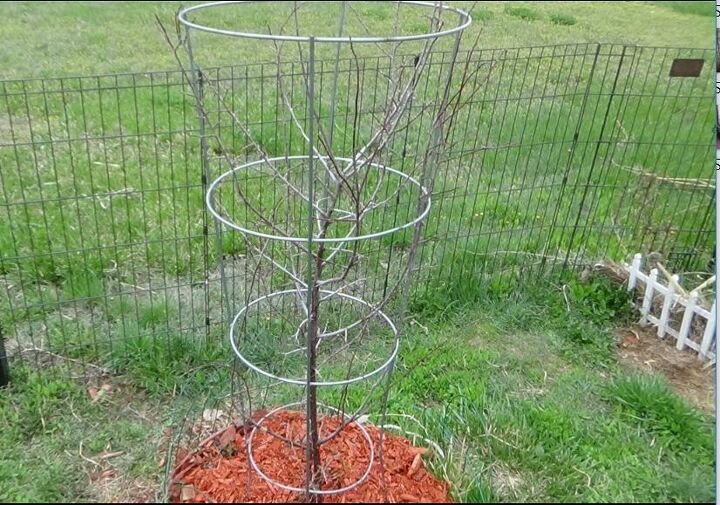 19 ways to upcycle tomato cages into breathtaking craft pieces, Shield Precious Saplings with Tomato Cages