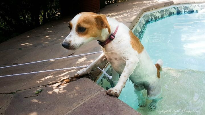 la construccin de una rampa de la piscina del perrito un verano de bricolaje