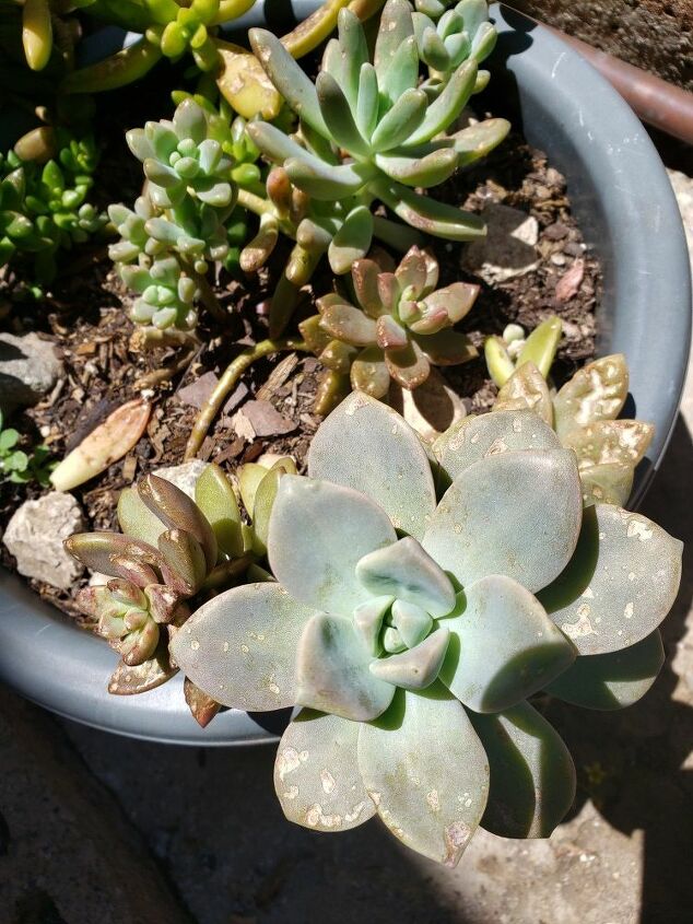 q whats going on with my succulents