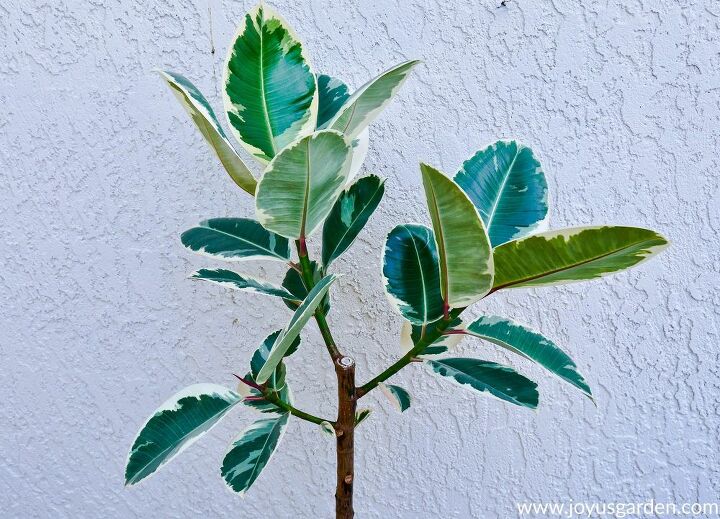 how to make a rubber tree branch out