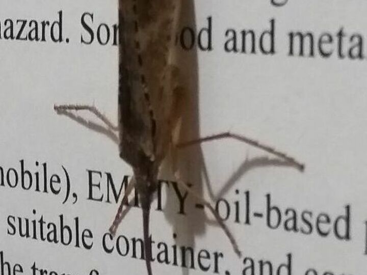 q does anyone know what this is