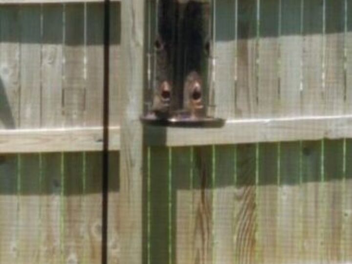 q how can i keep squirrels out of this birdfeeder