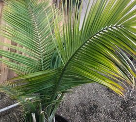q what kind of palms