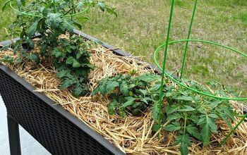 Raised Bed Container Gardening