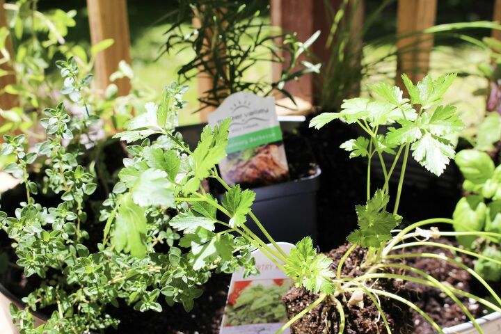 how to plant an herb garden in a galvanized bucket