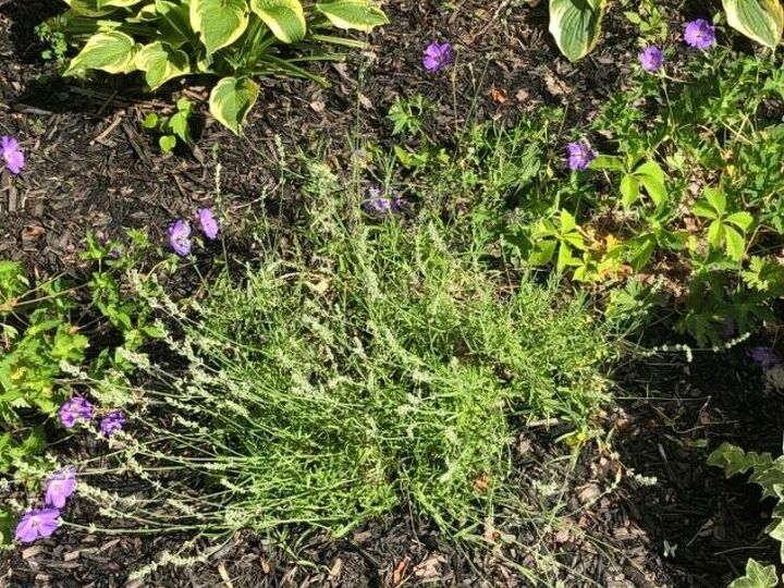 q weed or flower