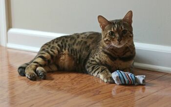 Cómo hacer juguetes para gatos con calcetines viejos de bebé