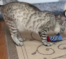 anfitrión Corredor Hermanos Cómo hacer juguetes para gatos con calcetines viejos de bebé DIY | Hometalk