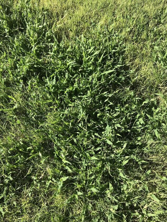 q how do i get rid of this grass