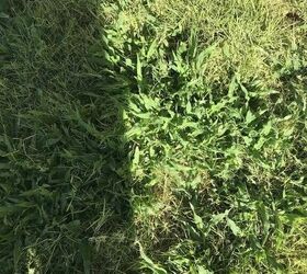 q how do i get rid of this grass