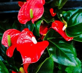 Anthurium: Care & Growing Tips for This Beautiful Blooming Houseplant