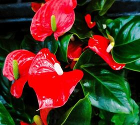 anthurium consejos para el cuidado y el cultivo de esta hermosa planta de interior