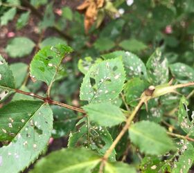Is there an organic fix for knockout roses covered with holes? | Hometalk