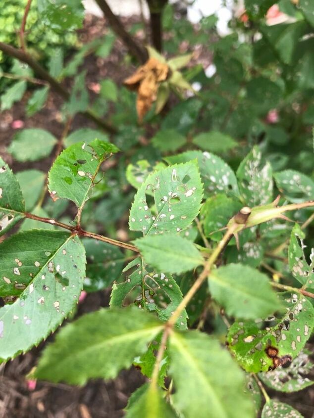 Is there an organic fix for knockout roses covered with holes? | Hometalk